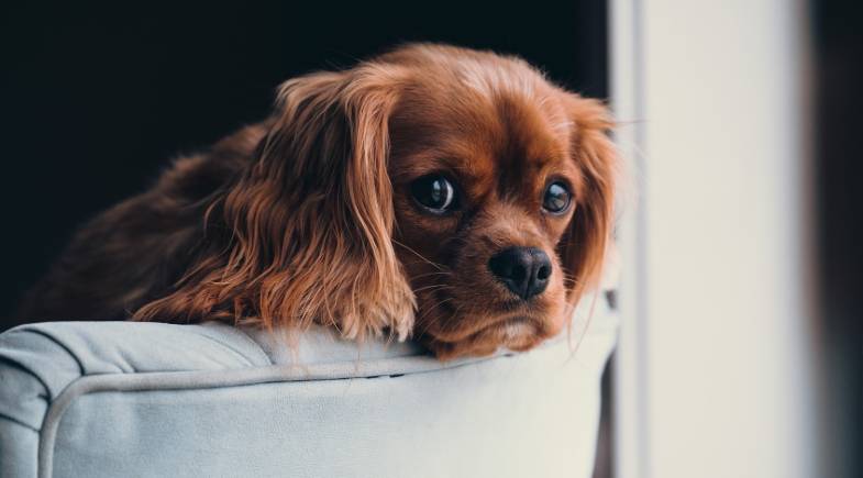 cão sozinho