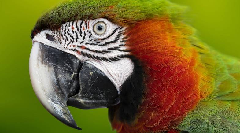 doenças nas aves doenças nas aves