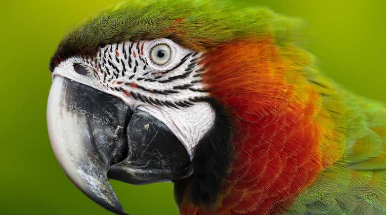 doenças nas aves