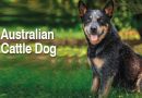 Australian Cattle Dog: o que é preciso para fazê-lo feliz?