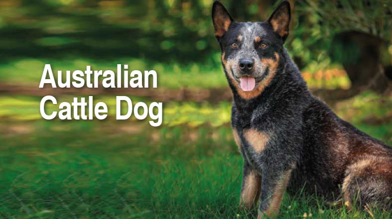 Australian Cattle Dog: o que é preciso para fazê-lo feliz?