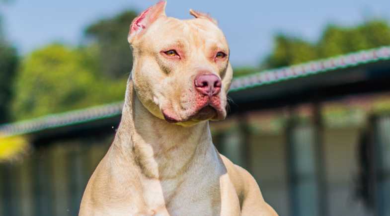 American Pit Bull Terrier - Revista Cães & Cia
